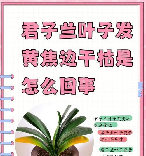 君子兰拥有30片叶子为何不开花？君子兰不开花的原因及解决方法？