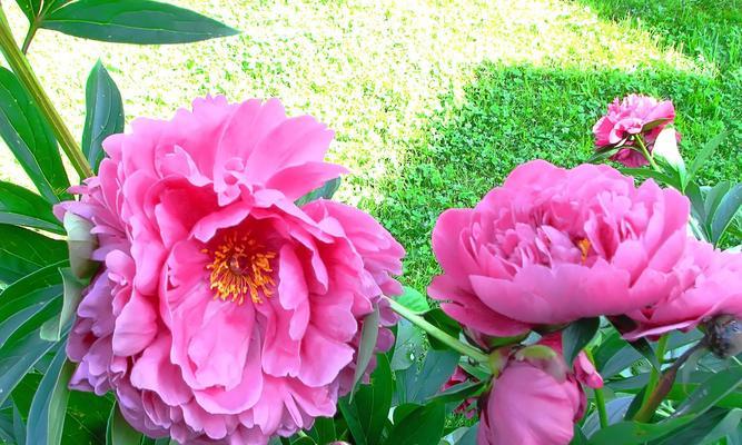 牡丹花发芽受低温影响？如何解决？