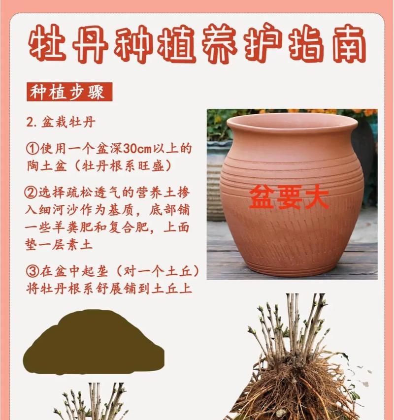 牡丹花发芽受低温影响？如何解决？