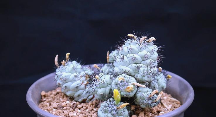 黑蝎子仙人球开花需要哪些条件？