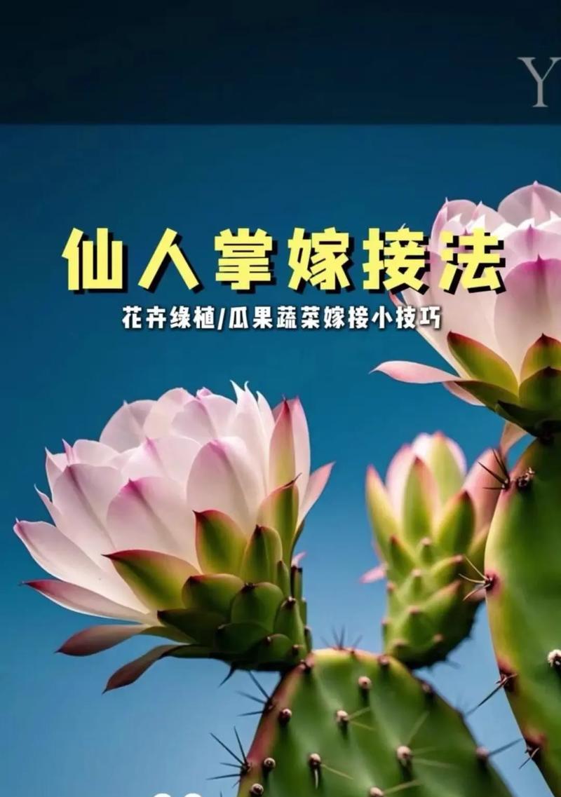 学习嫁接仙人球花的正确方法是什么？