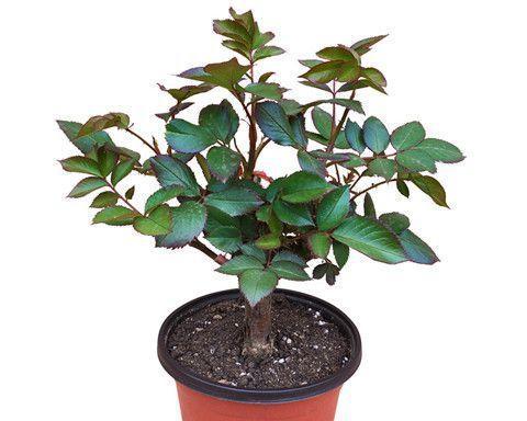 河滩种玫瑰花的种植方法是什么？如何保证其健康生长？