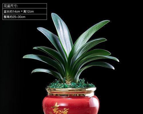 君子兰小红草的正确养护方法是什么？