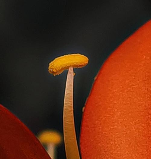 君子兰剪花蕊时如何避免掉粉？有哪些正确的剪法？