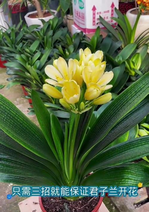 君子兰如何实现反复开花？有哪些养护技巧？