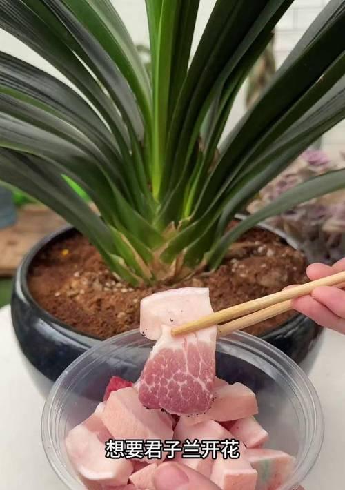 君子兰如何实现反复开花？有哪些养护技巧？