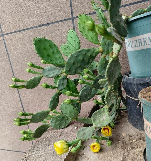 仙人掌开花时如何摆放更美观？
