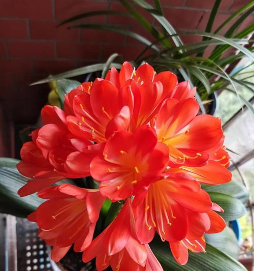 君子兰开花骨朵后应如何处理？怎样才能促进其顺利开花？