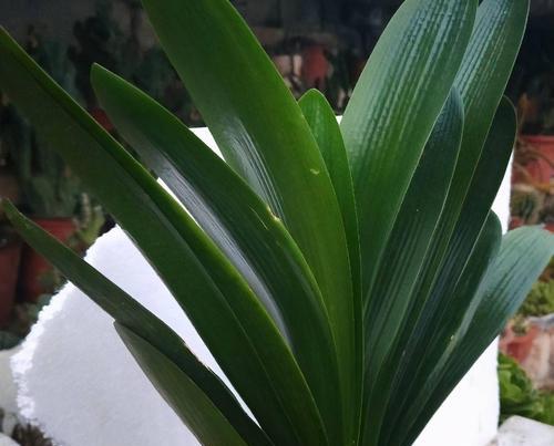 君子兰开花骨朵后应如何处理？怎样才能促进其顺利开花？