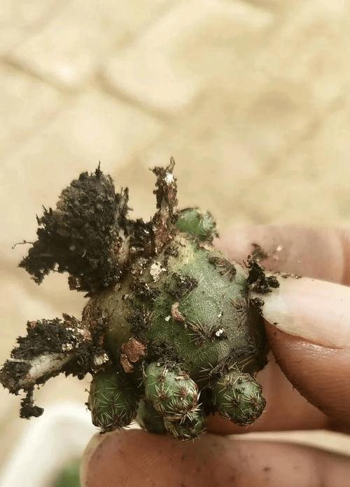 仙人球烂根后正确的浇水方法是什么？