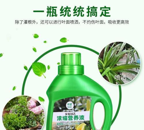 君子兰土壤营养液使用技巧有哪些？怎样正确施肥？