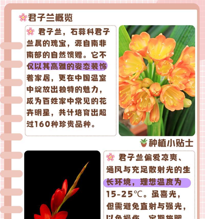 君子兰石玉土的养殖方法是什么？
