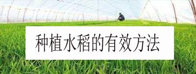 刚收到的金虎仙人球怎么种？有哪些正确的种植步骤？
