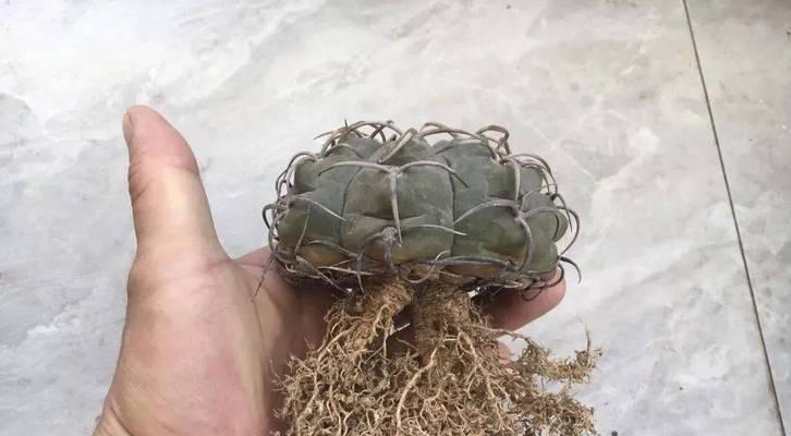 仙人球适合栽种在什么类型的花盆中？选择花盆的要点有哪些？