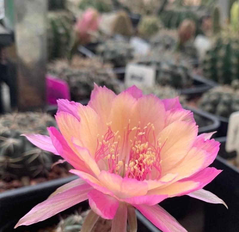 丽花7号仙人球会开花吗？正确的养护方法是什么？