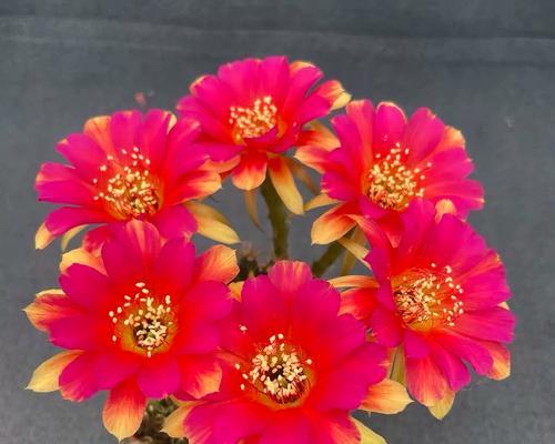 丽花7号仙人球会开花吗？正确的养护方法是什么？