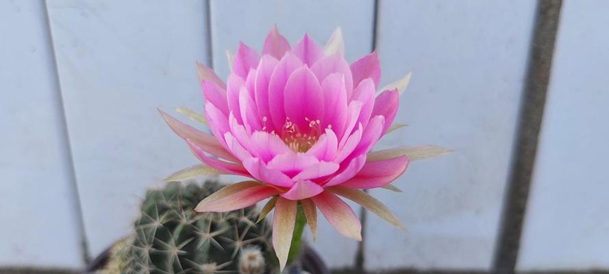丽花7号仙人球会开花吗？正确的养护方法是什么？