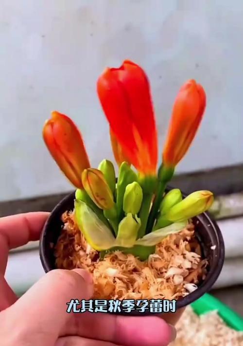 君子兰无叶开花的原因是什么？这种情况是否正常？