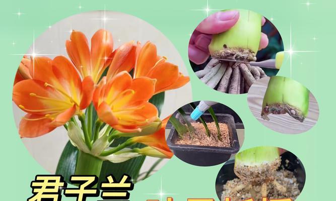 君子兰芦头叶子干枯原因？有效处理方法是什么？