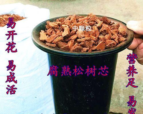 君子兰大将军的养护方法是什么？