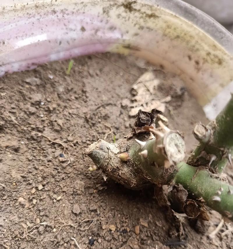 玫瑰花芽的正确养护方法是什么？如何提高成活率？