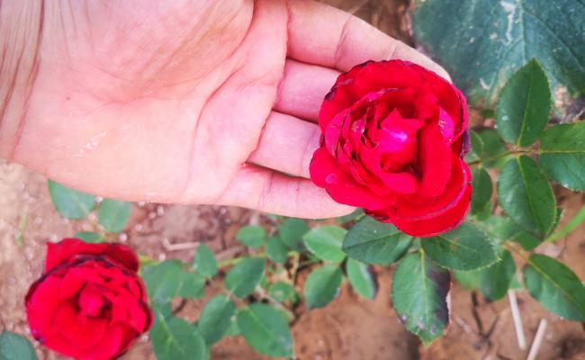 玫瑰花芽的正确养护方法是什么？如何提高成活率？