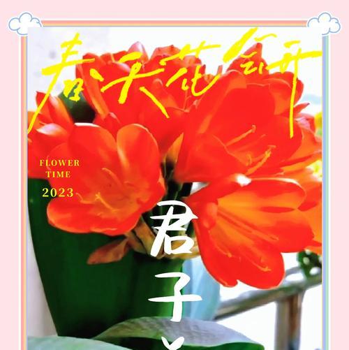 君子兰新叶子生长周期是多久？如何促进生长？