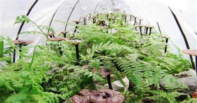 仙人掌五色球种植方法有哪些？如何管理？