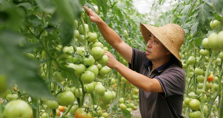 仙人掌五色球种植方法有哪些？如何管理？