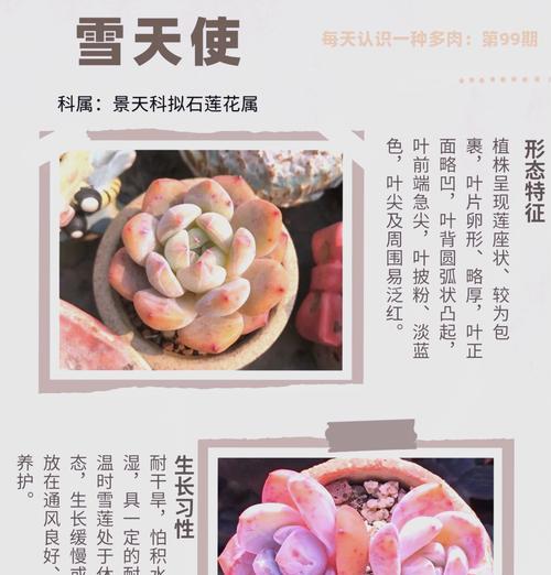 雪童子仙人掌种植步骤是什么？如何正确种植雪童子仙人掌？