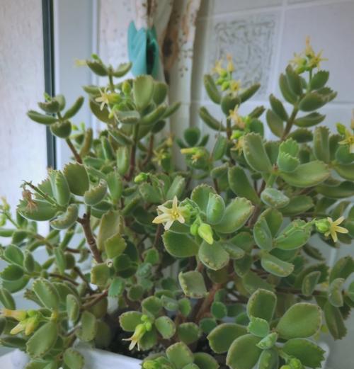 雪童子仙人掌种植步骤是什么？如何正确种植雪童子仙人掌？