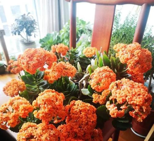 仙人掌红蜻蜓开花的条件？如何促进其开花？