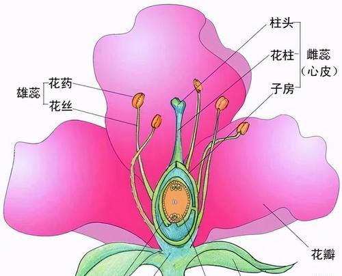 仙人掌红蜻蜓开花的条件？如何促进其开花？