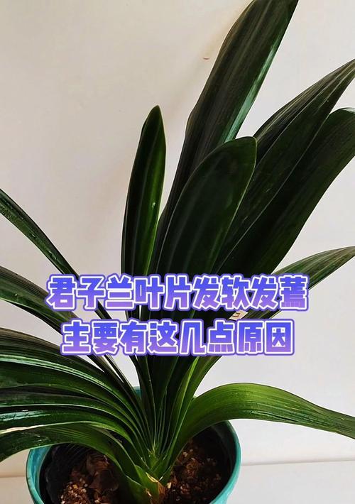 君子兰叶子半截干枯的原因是什么？如何处理？