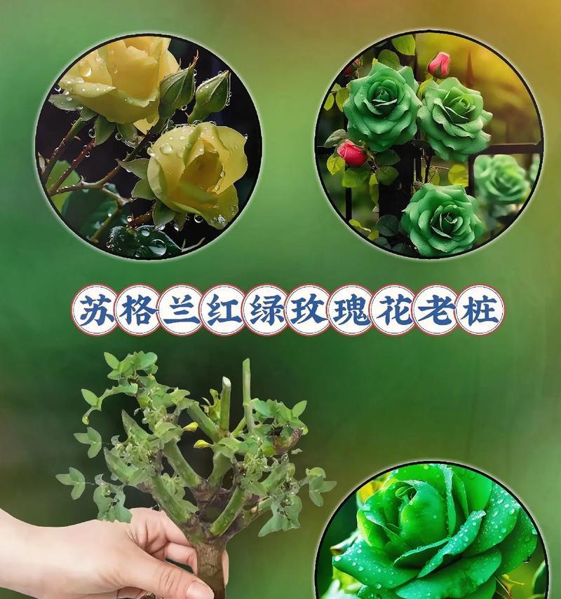 苏格兰玫瑰花的养护方法是什么？如何保持其健康生长？