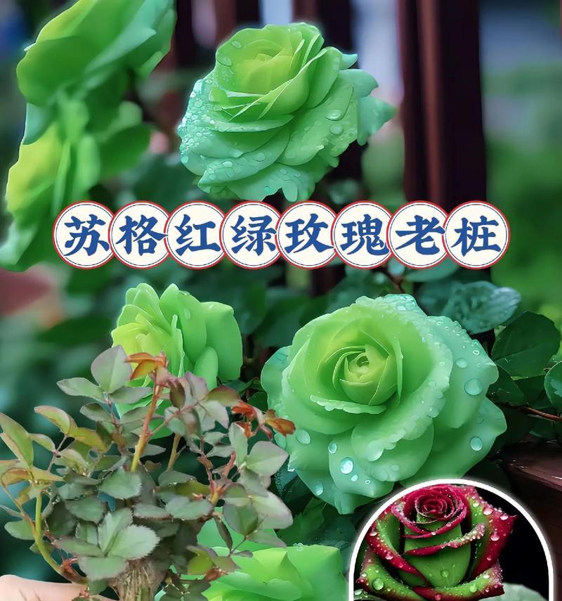 苏格兰玫瑰花的养护方法是什么？如何保持其健康生长？