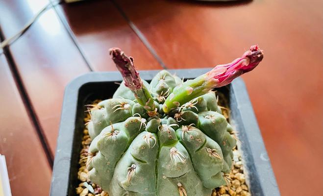 仙人球开花调色板的正确使用方法是什么？