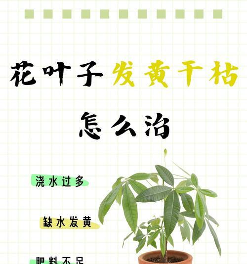 君子兰叶尖发黄缺少什么营养素？