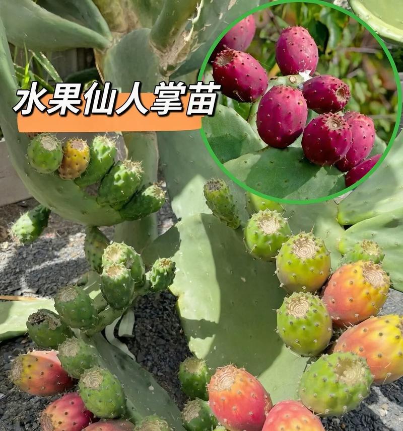 开花仙人掌小球种植需要注意什么？
