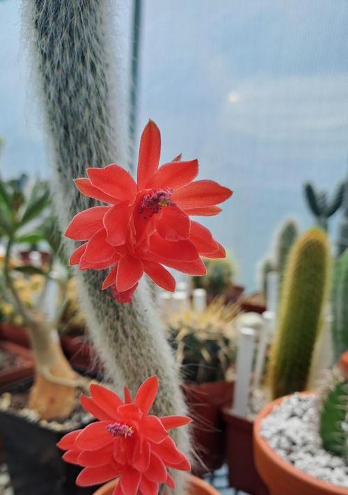 开花仙人掌小球种植需要注意什么？