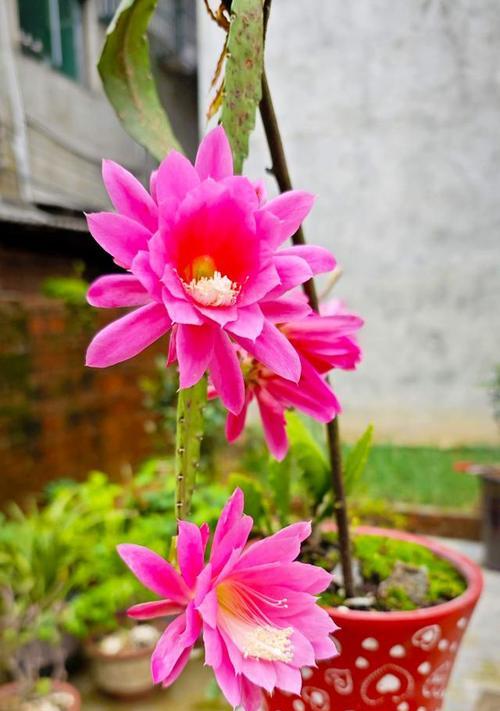 开花仙人掌小球种植需要注意什么？