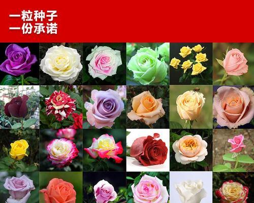 种植玫瑰花教程中种子的种植方法是什么？