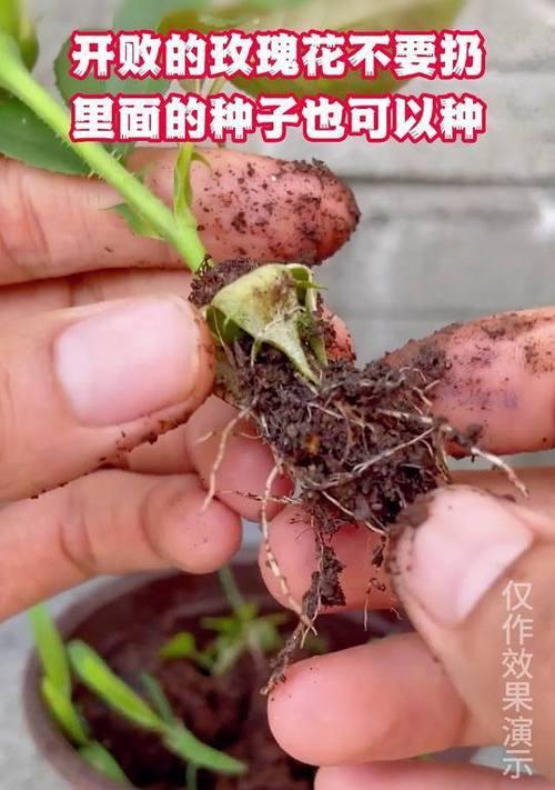种植玫瑰花教程中种子的种植方法是什么？