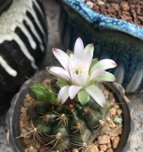 丽光殿仙人球的开花时间是什么时候？