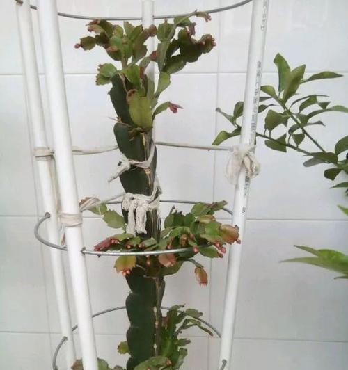 仙人掌老桩树如何管理？需要特别注意哪些问题？