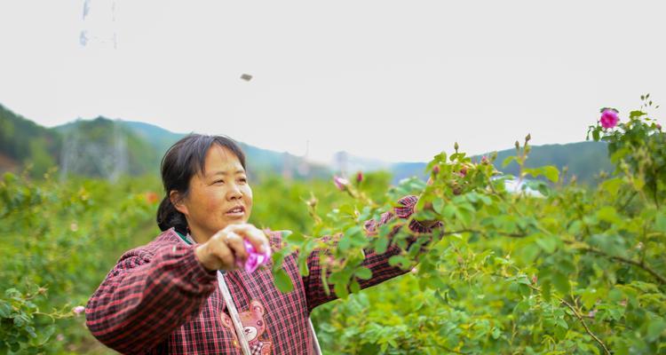 玫瑰花的最佳栽种时间是什么时候？