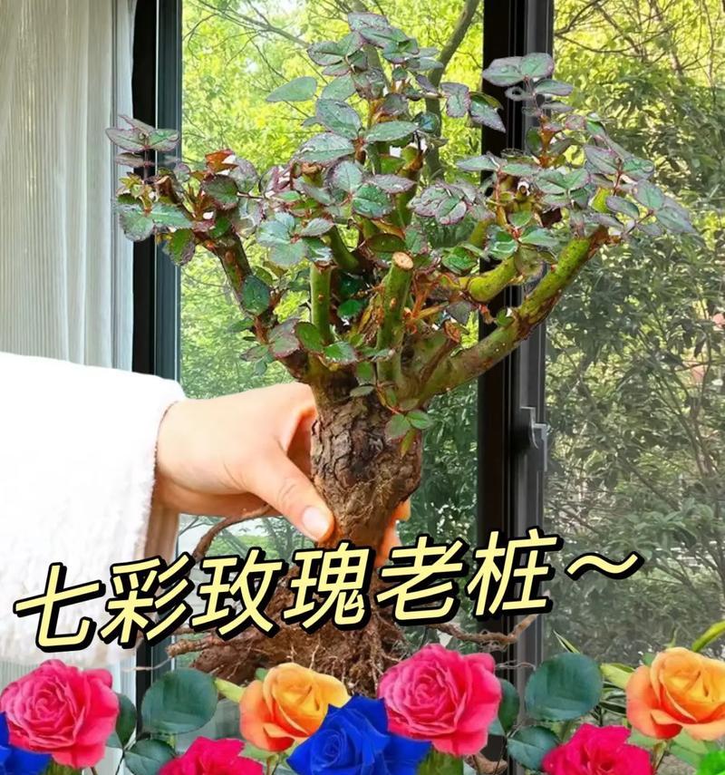 玫瑰花的最佳栽种时间是什么时候？