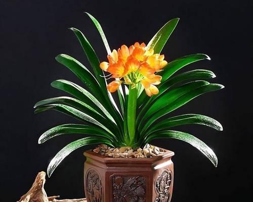 君子兰土壤消毒的正确方法？消毒土壤有哪些好处？