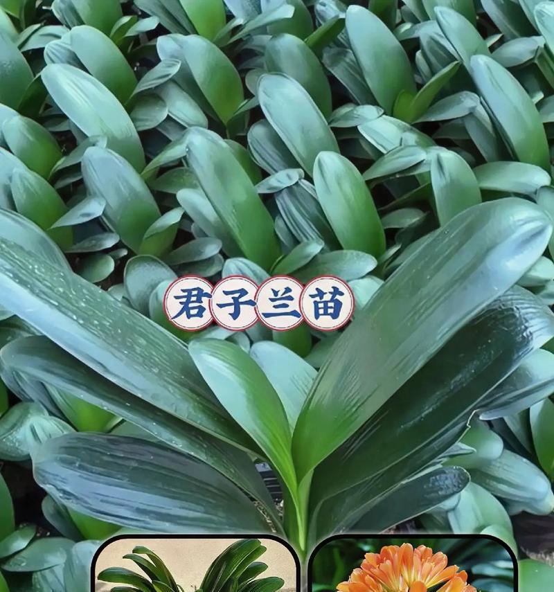 君子兰土壤消毒的正确方法？消毒土壤有哪些好处？