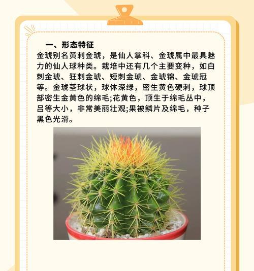 仙人掌细刺的养护技巧有哪些？